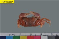 藏品(弧邊管招潮蟹)的圖片